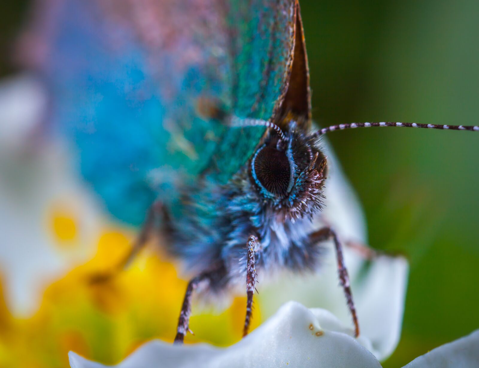 Canon EOS 5D Mark II + Canon MP-E 65mm F2.5 1-5x Macro Photo sample photo. Nature, insect, living nature photography