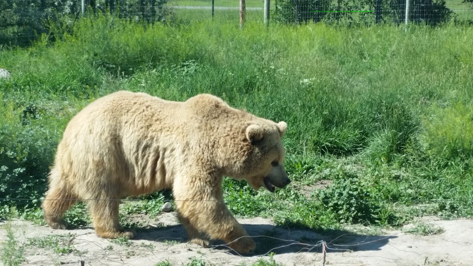Samsung Galaxy S5 sample photo. Grizzly bear, bear, carnivore photography