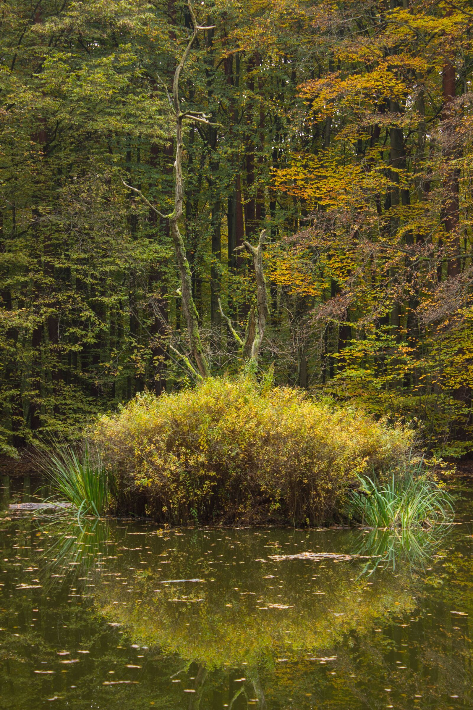 Canon EOS 600D (Rebel EOS T3i / EOS Kiss X5) sample photo. Autumn forest, pools, pond photography