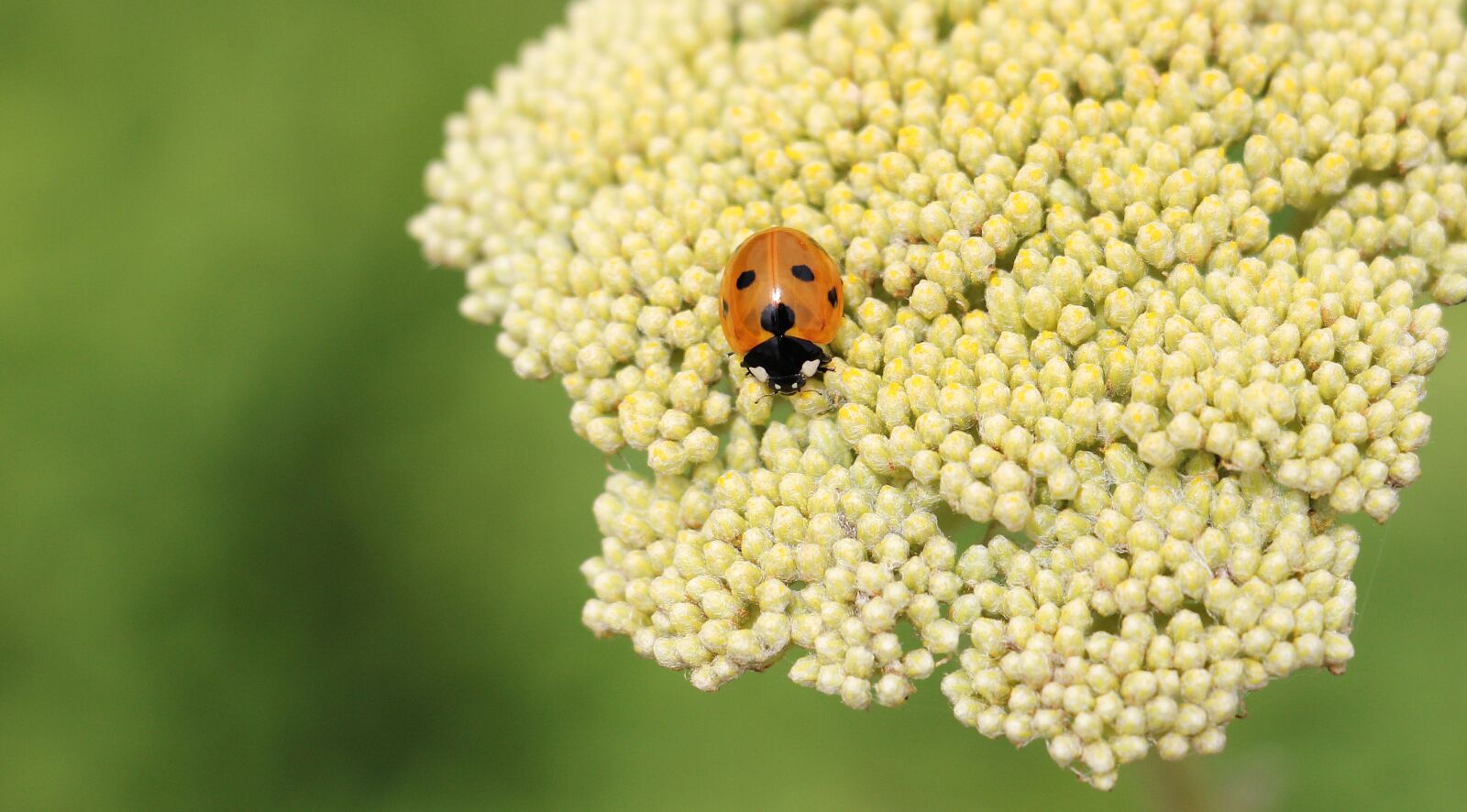 Canon EOS 550D (EOS Rebel T2i / EOS Kiss X4) sample photo. Ladybug, fernleaf, composites photography
