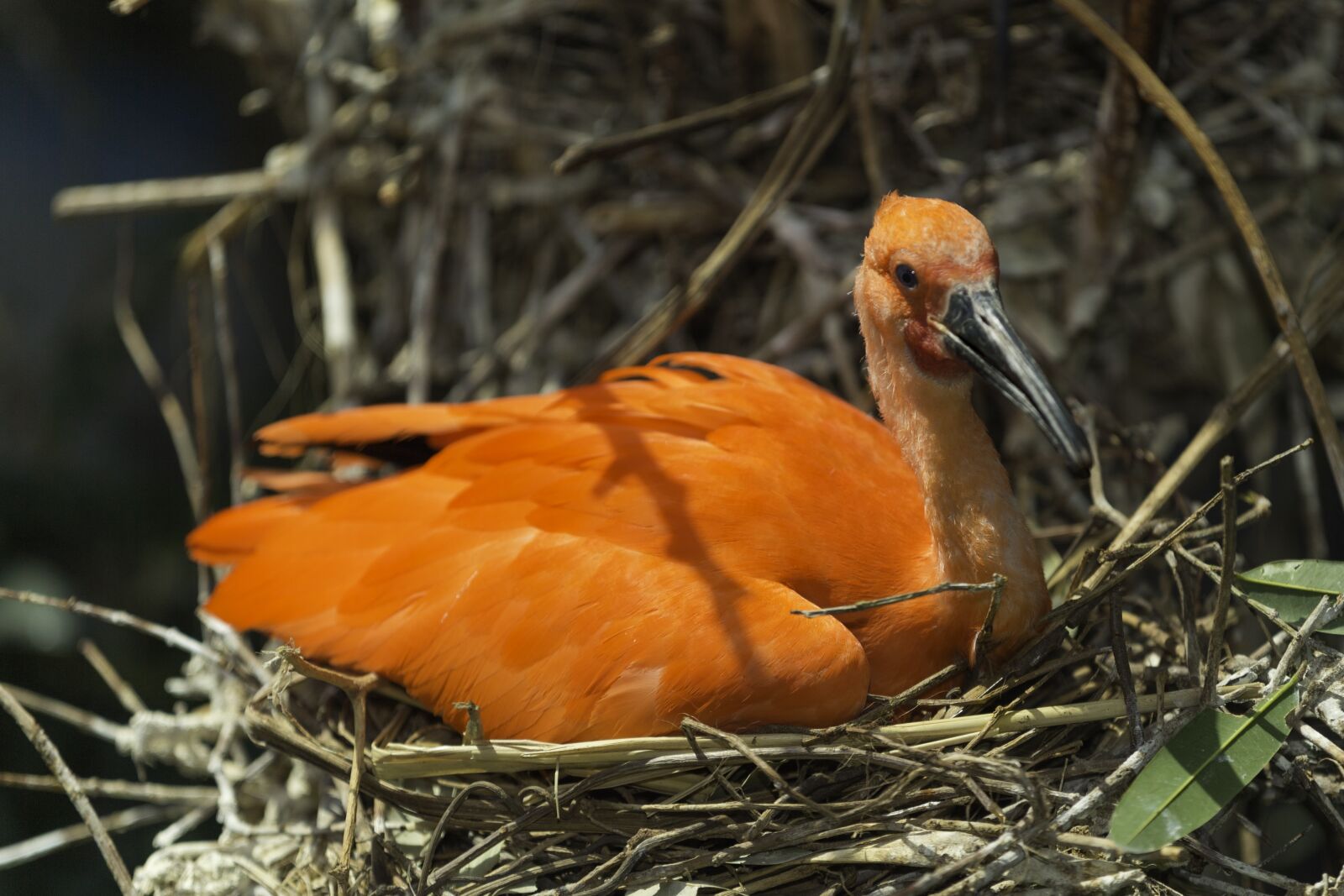 Canon EOS-1D X sample photo. Scarlet ibis, bird, ibis photography