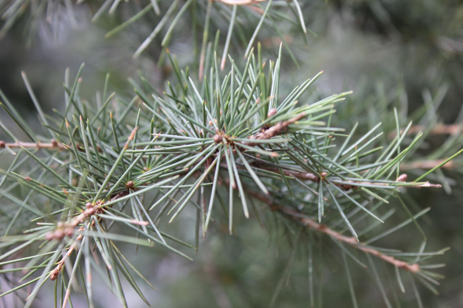 Canon EOS 550D (EOS Rebel T2i / EOS Kiss X4) sample photo. Pine, forest, wild photography