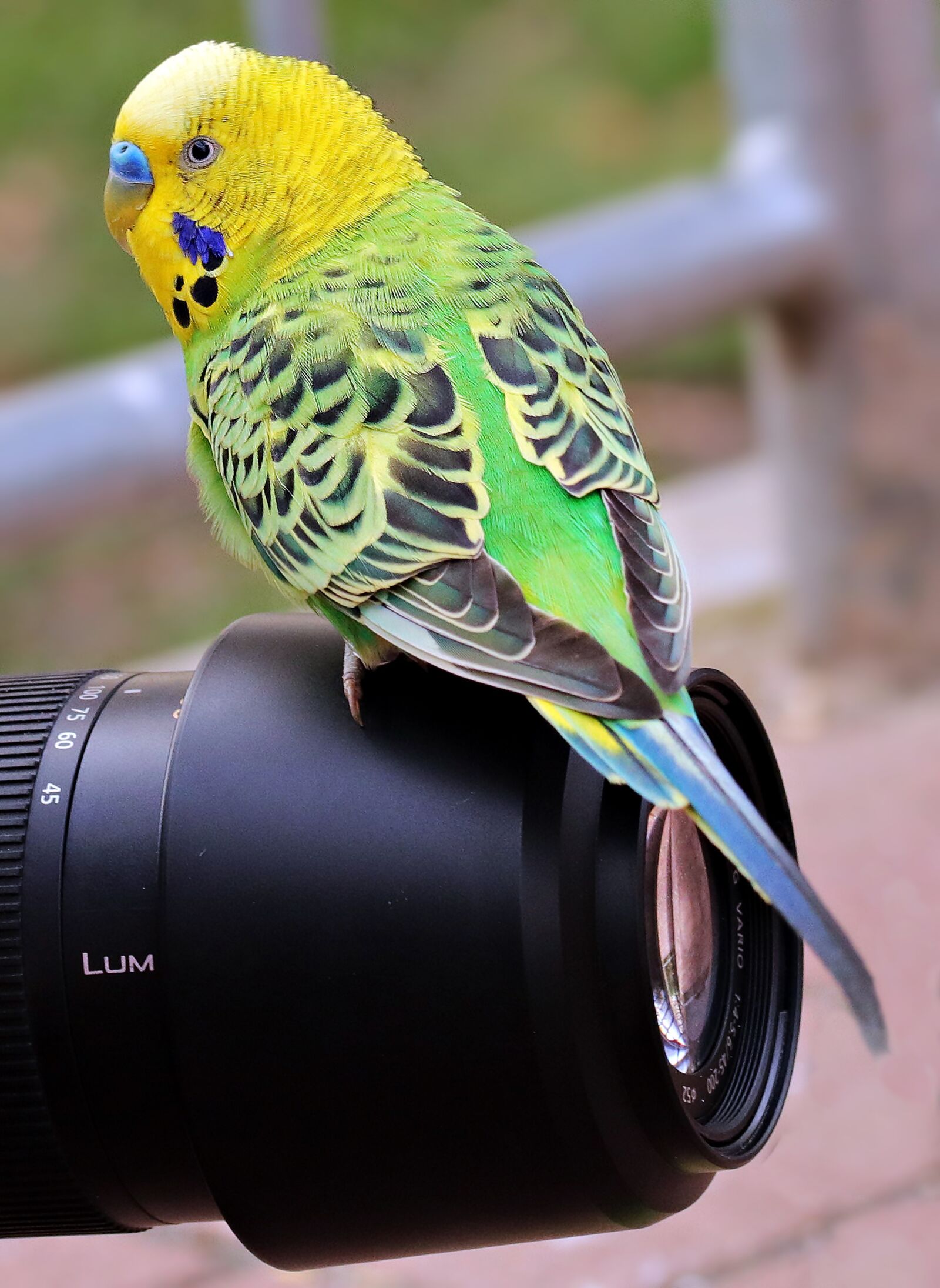 Canon EOS 80D sample photo. Budgie, bird, green photography