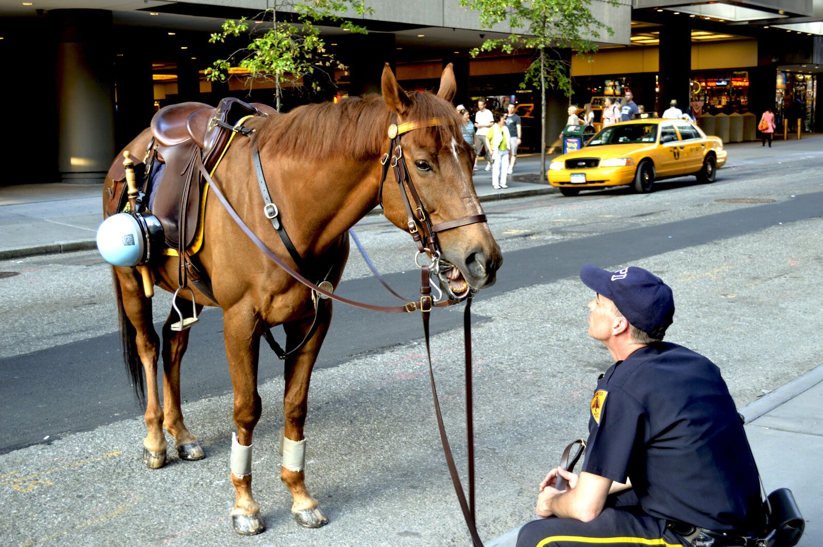 Nikon D3200 sample photo. Animal, horse, brown photography