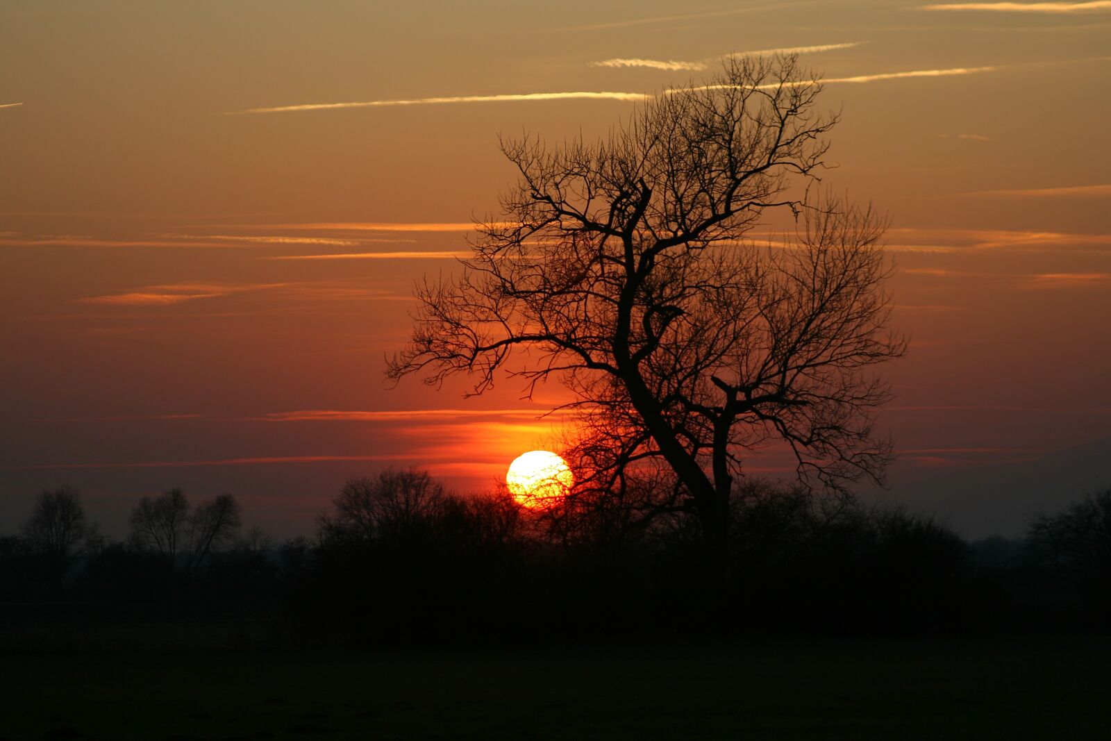 Canon EOS 400D (EOS Digital Rebel XTi / EOS Kiss Digital X) sample photo. Sunset, tree, abendstimmung photography
