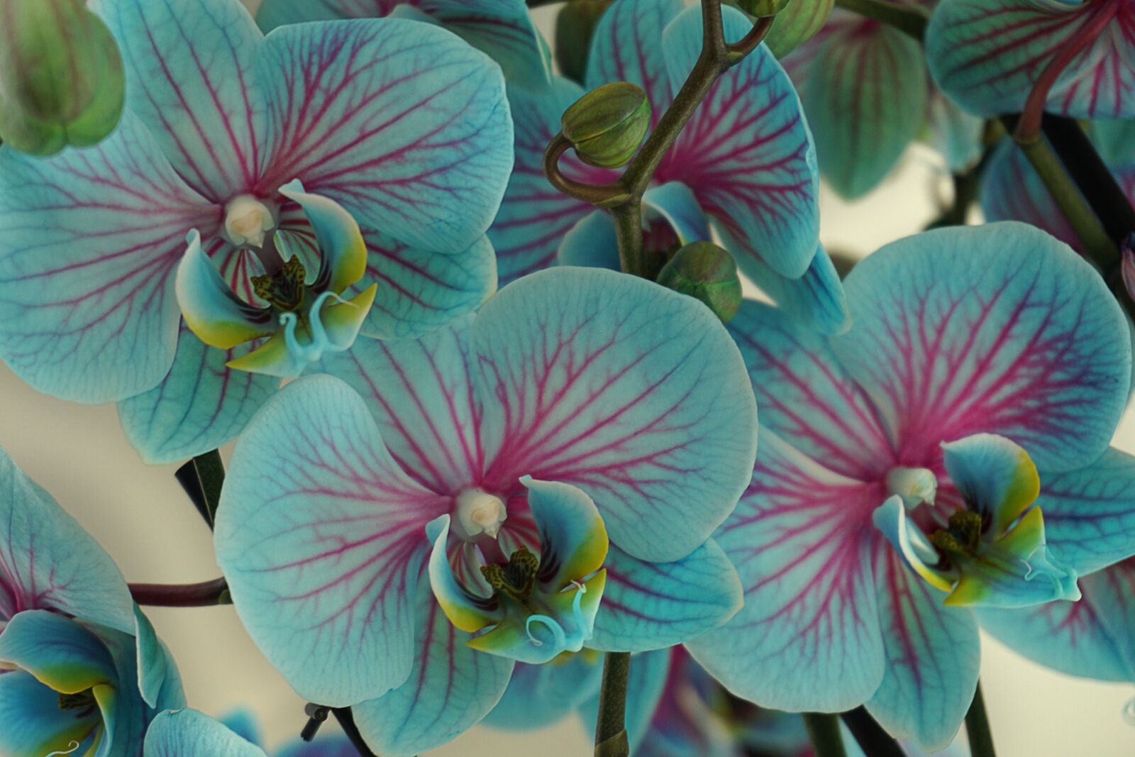 Sony a5100 sample photo. Orchids, flowers, blossom photography