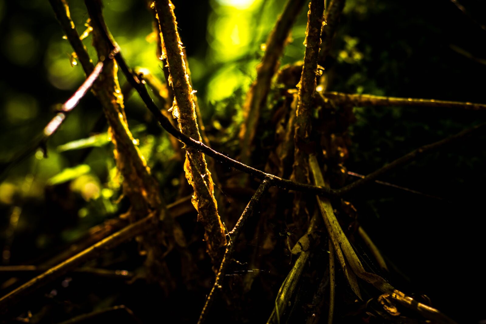 Canon EOS 750D (EOS Rebel T6i / EOS Kiss X8i) sample photo. Forest, plant, nature photography