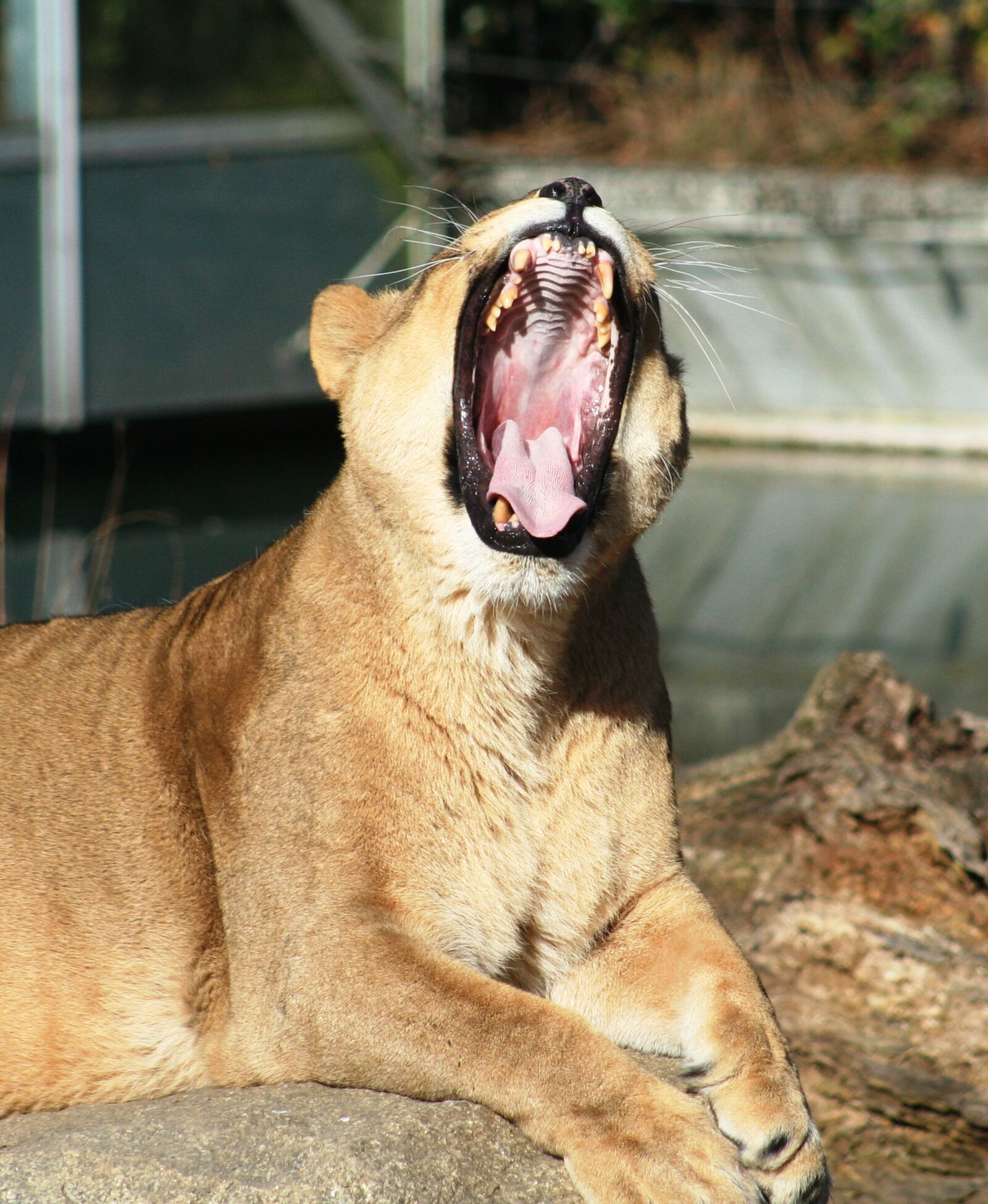 Canon EOS 350D (EOS Digital Rebel XT / EOS Kiss Digital N) sample photo. Lioness, animal, cat photography