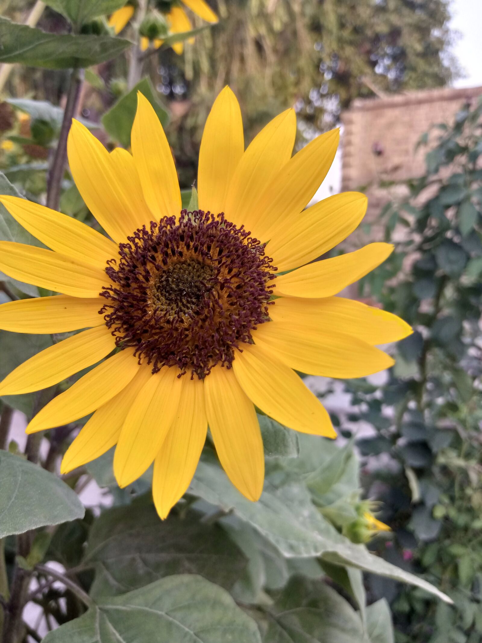 INFINIX MOBILITY LIMITED Infinix X650C sample photo. Sunflower, natural, flowers photography