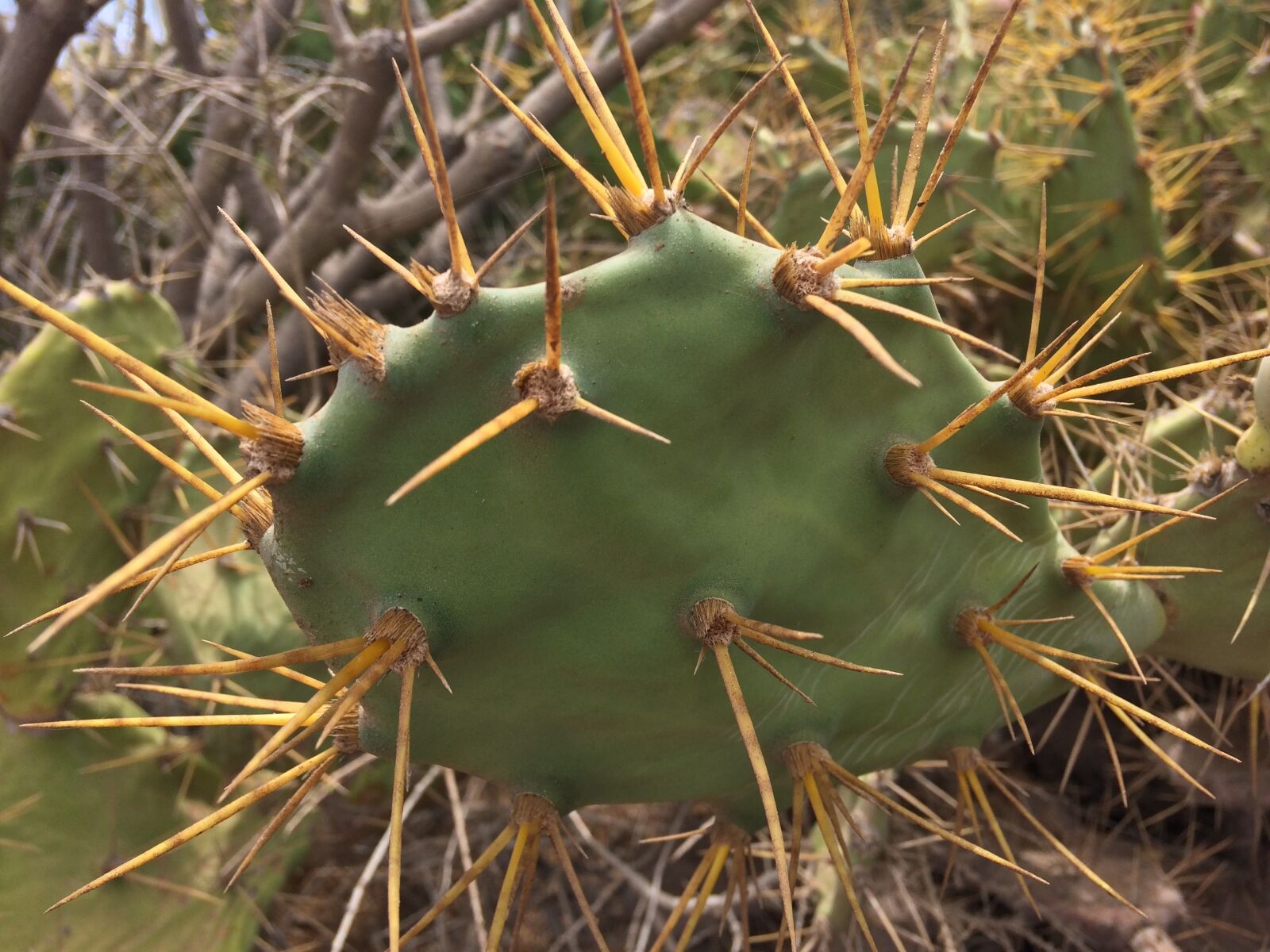 iPhone 5s back camera 4.15mm f/2.2 sample photo. Cactus, green, thorns photography