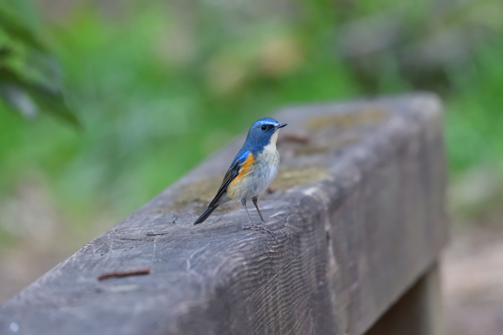 Nikon D850 sample photo. Bird, outdoors, wild animals photography