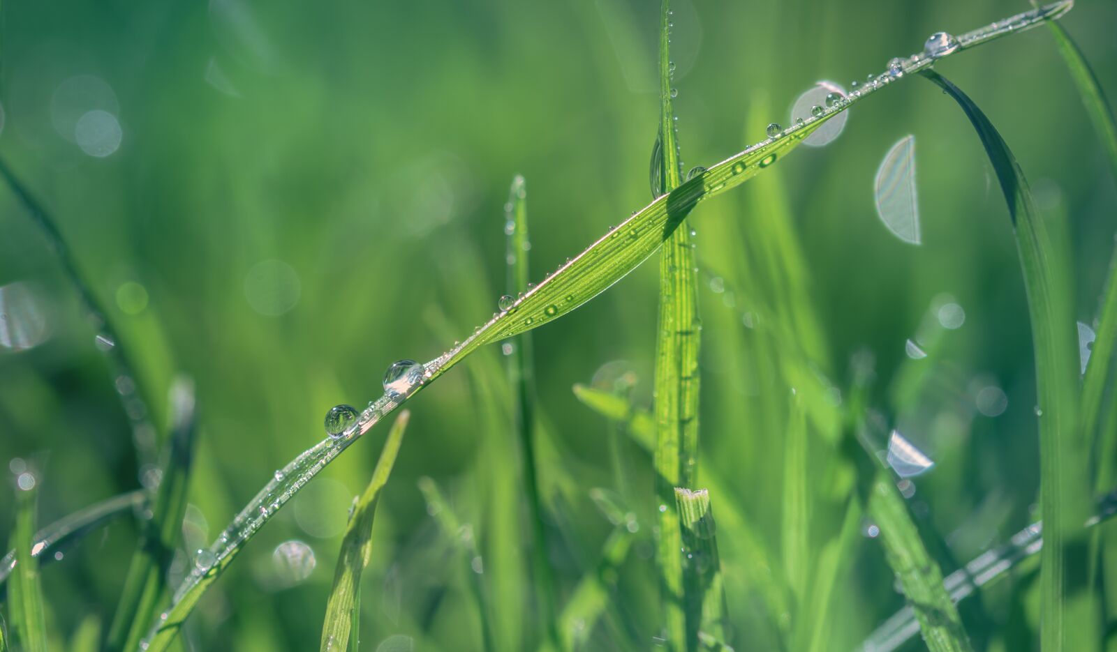 Sony SLT-A58 + 105mm F2.8 sample photo. Grass, green, drops photography
