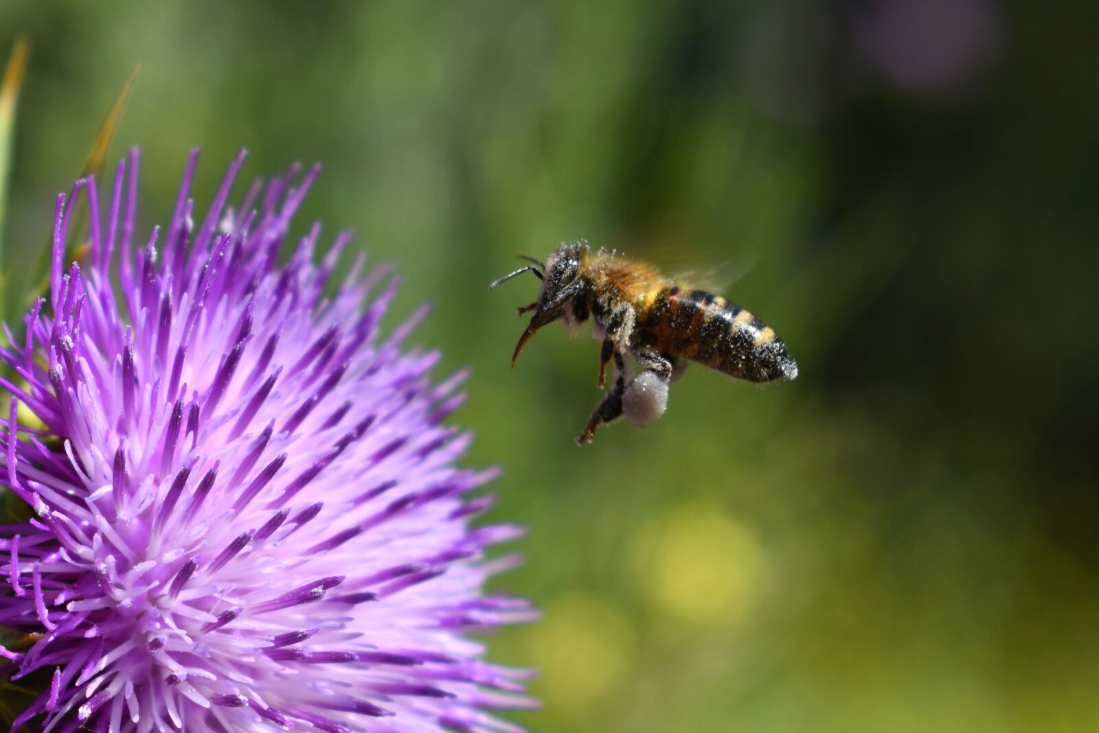 Nikon D3500 sample photo. Bee, pollination, thistle photography