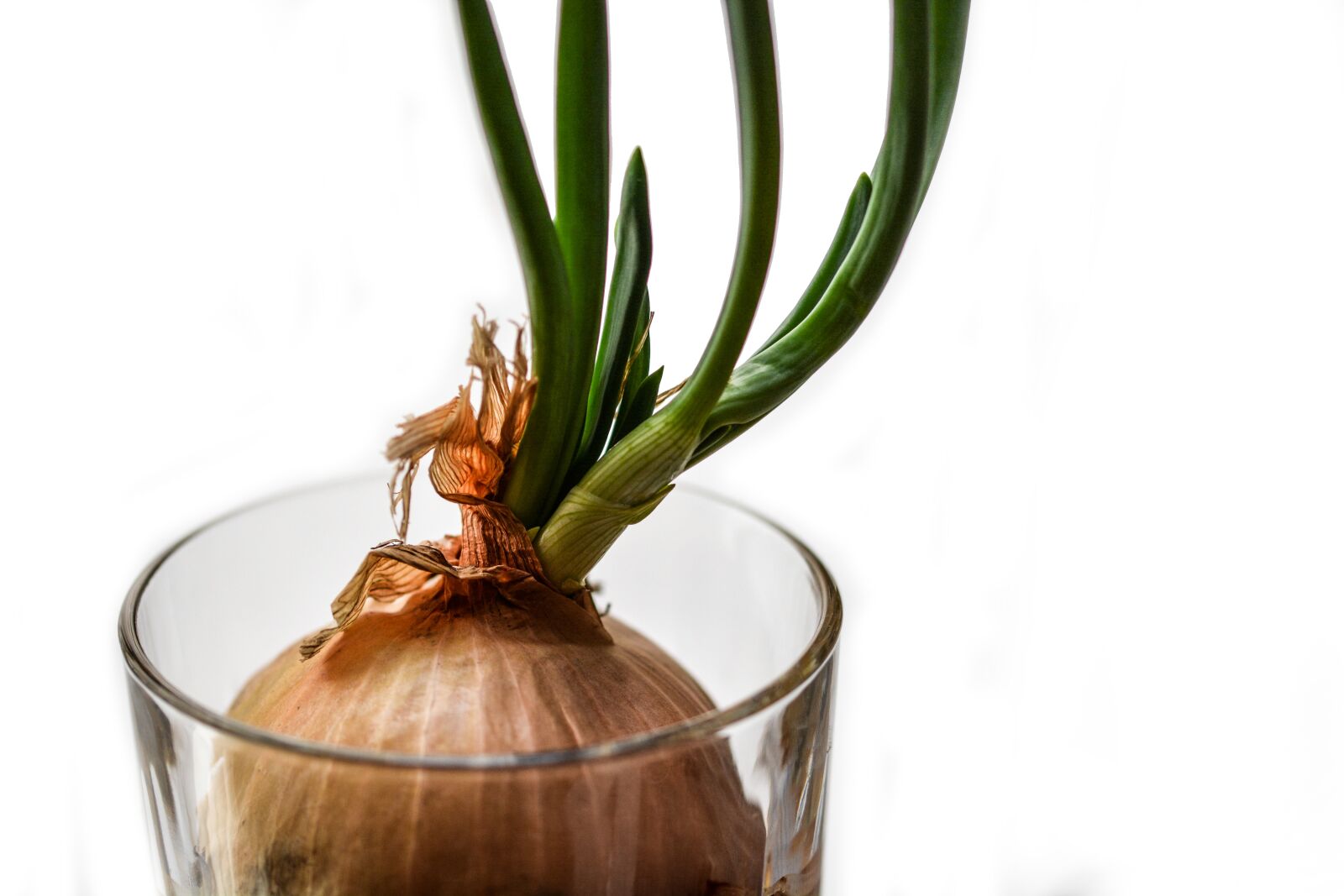 Nikon D5200 sample photo. Onion, chive, food photography