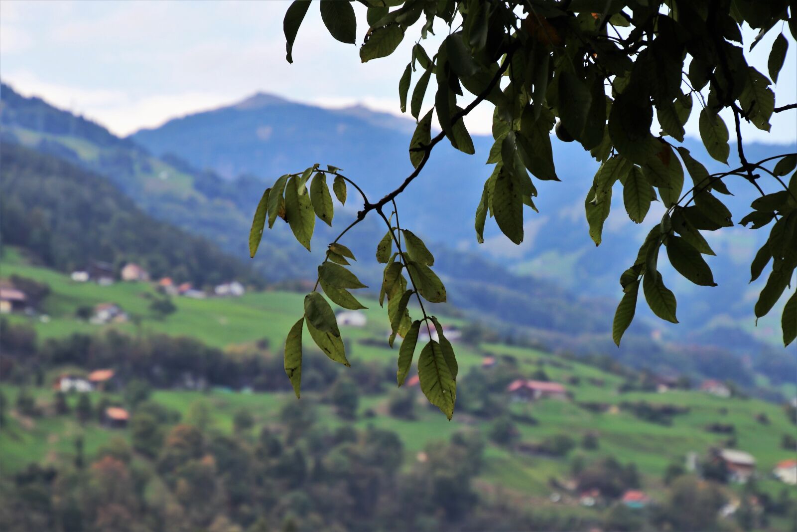 Canon EOS 80D sample photo. Far view, branch, foliage photography