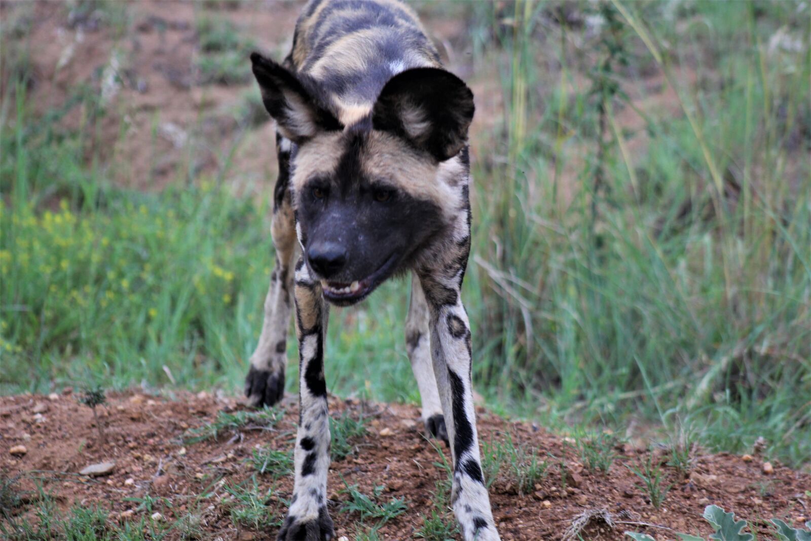 Canon EOS 60D sample photo. Wild dog, nature, carnivore photography