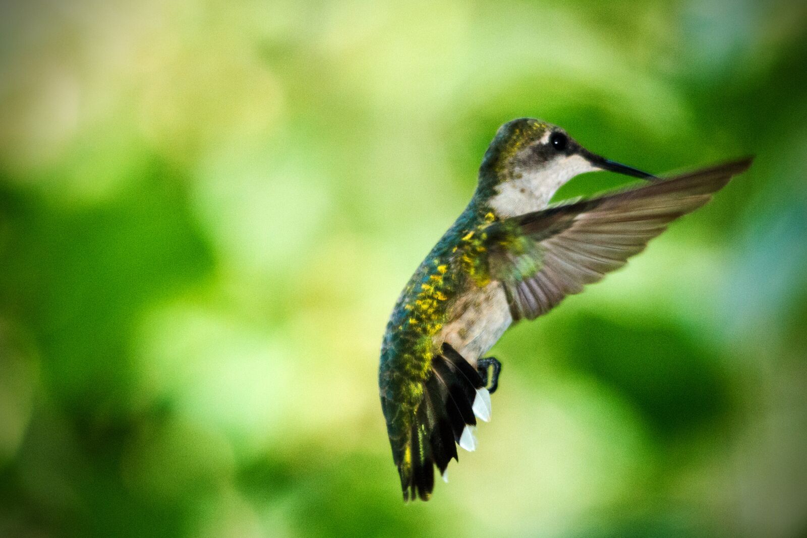 Canon EOS 7D sample photo. Hummingbird, in flight, summer photography