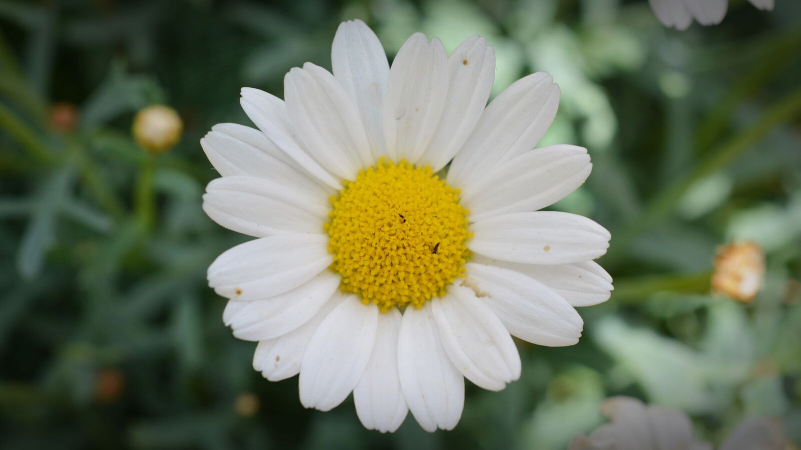 Nikon D5200 sample photo. Magerite, blossom, bloom photography