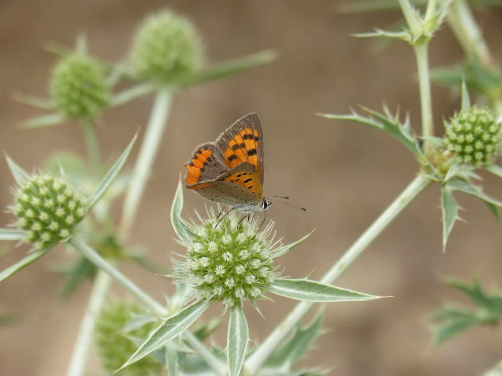Panasonic DMC-FZ62 sample photo. Butterfly, lycaena phlaeas, dry photography
