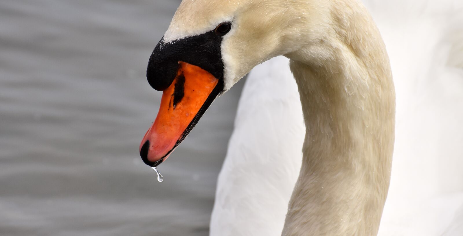Nikon D7200 sample photo. Swan, close up, bird photography