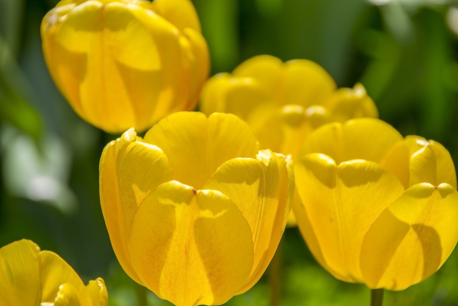 Nikon D3100 sample photo. Yellow tulips, spring, the photography