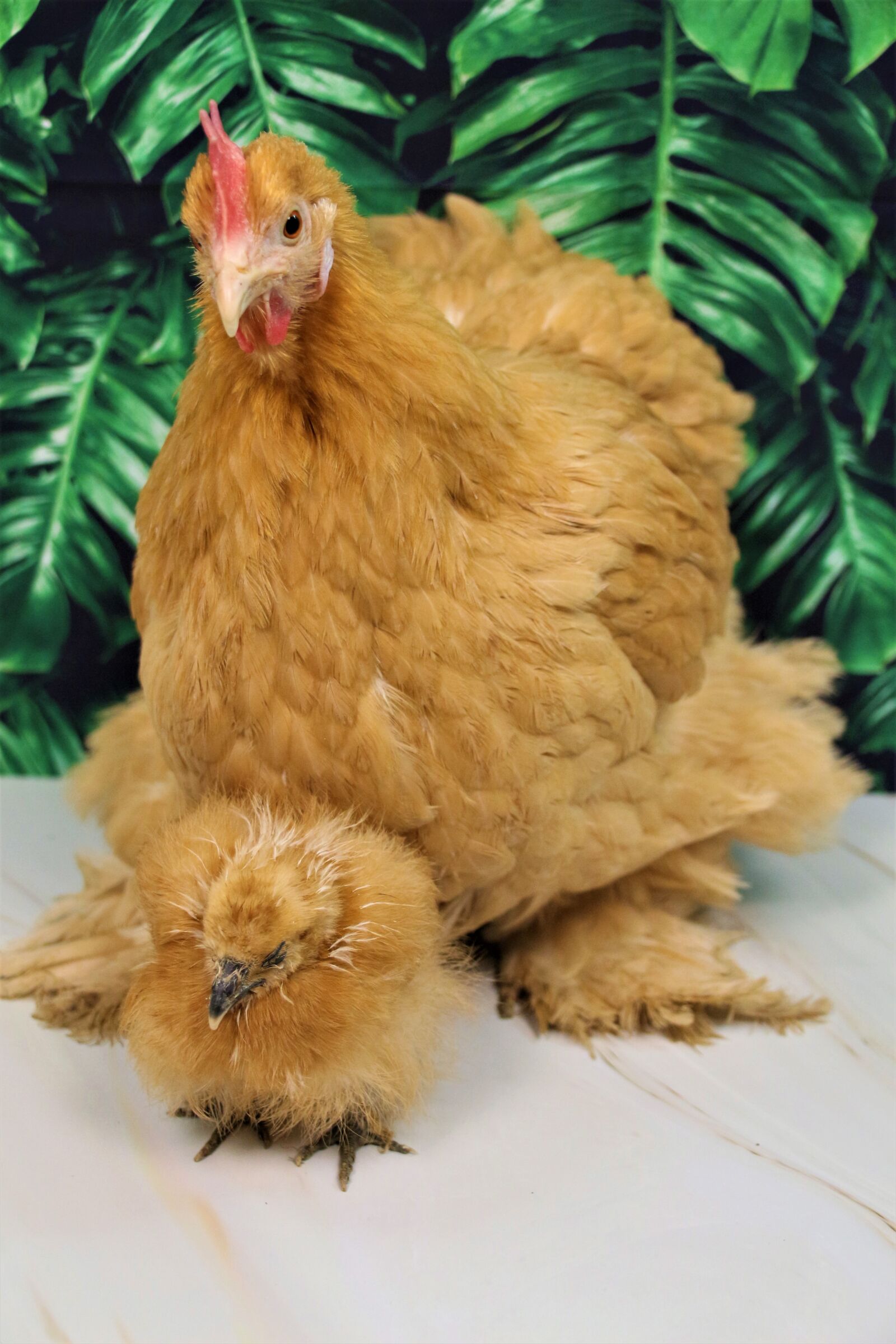 Canon EOS 700D (EOS Rebel T5i / EOS Kiss X7i) sample photo. Chicken, hen, poultry photography