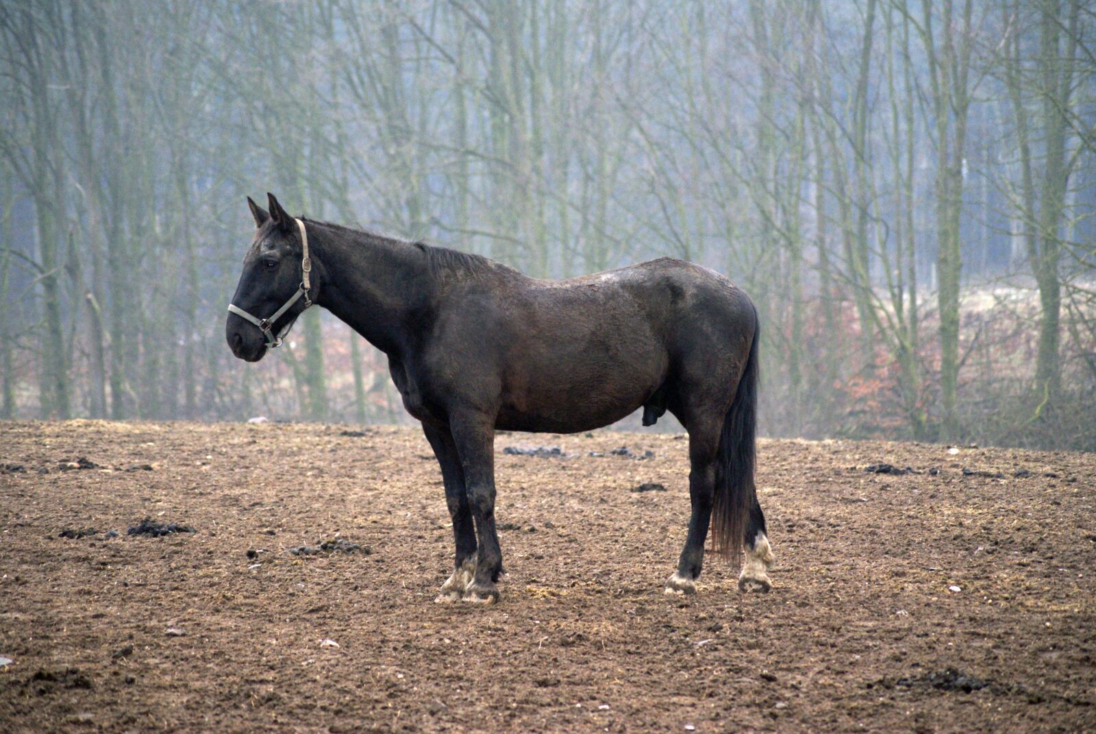 Sony Alpha DSLR-A200 sample photo. Horse, pasture, autumn photography
