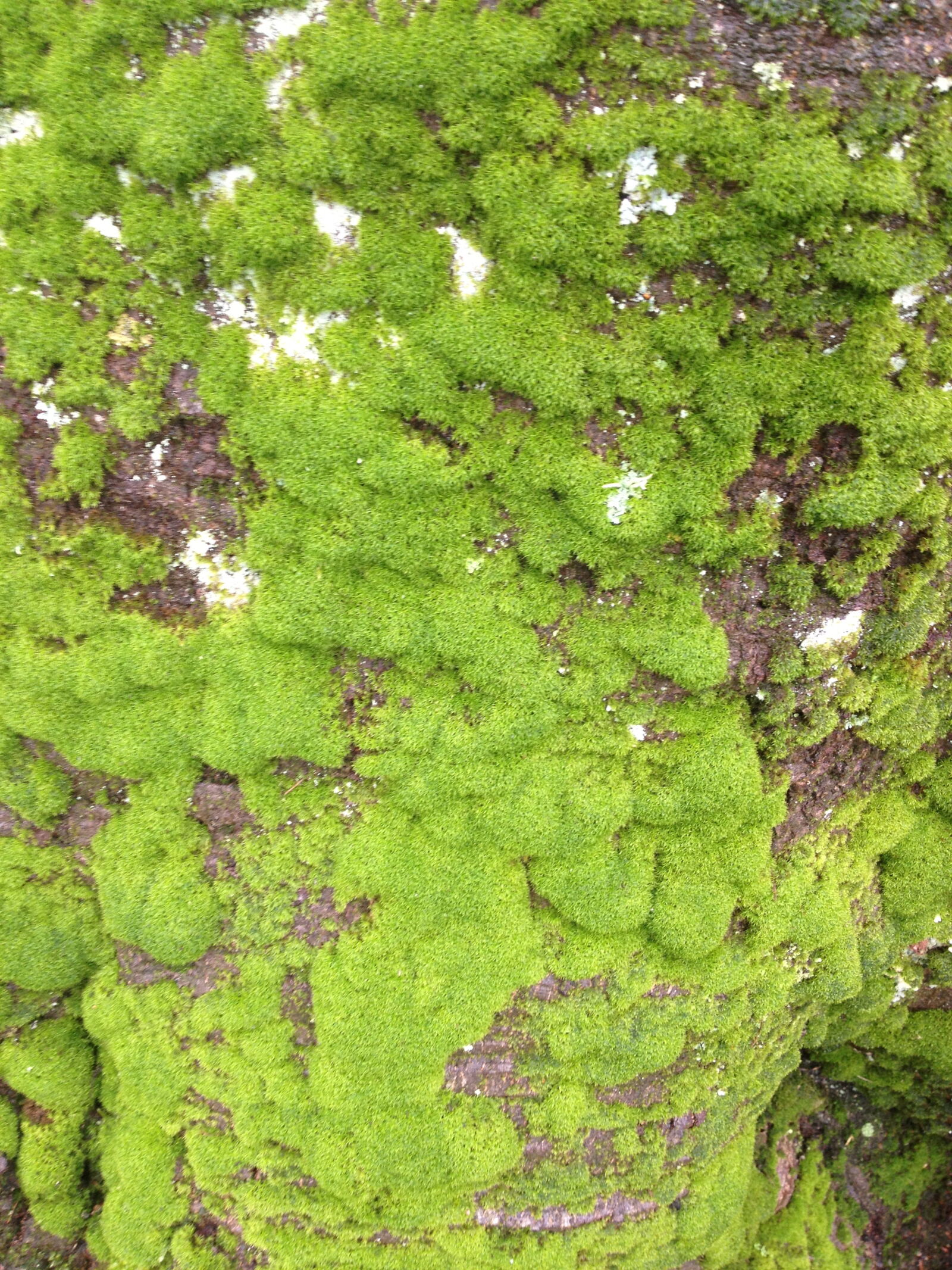 Apple iPhone 4S sample photo. Background, green, moss, texture photography