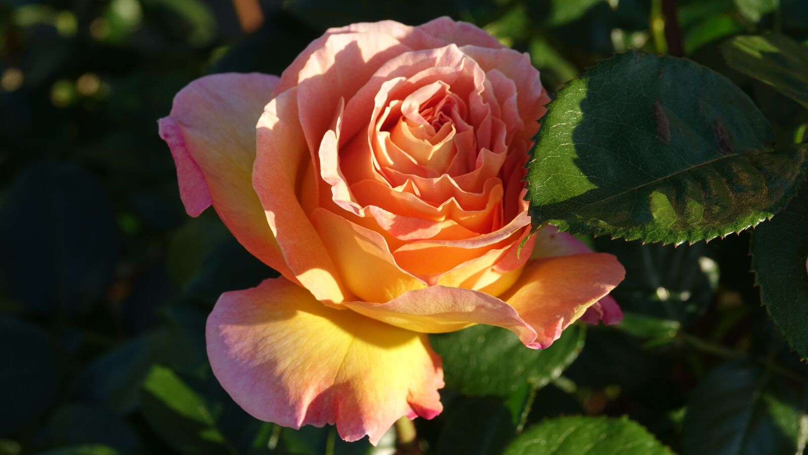 Sony Cyber-shot DSC-RX10 III sample photo. Flower, pink, nature photography