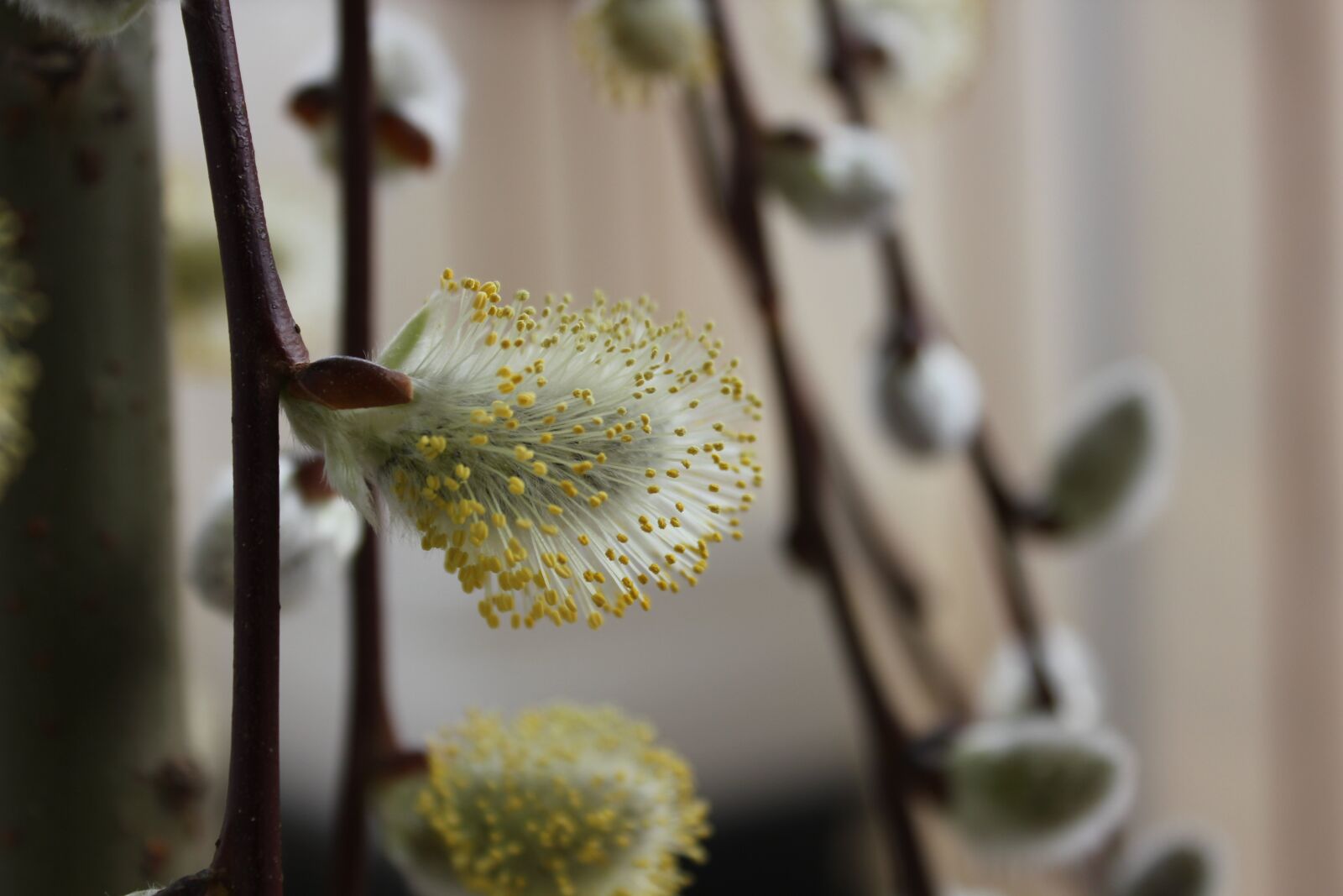 Canon EOS 550D (EOS Rebel T2i / EOS Kiss X4) sample photo. Spring, plant, flowering photography