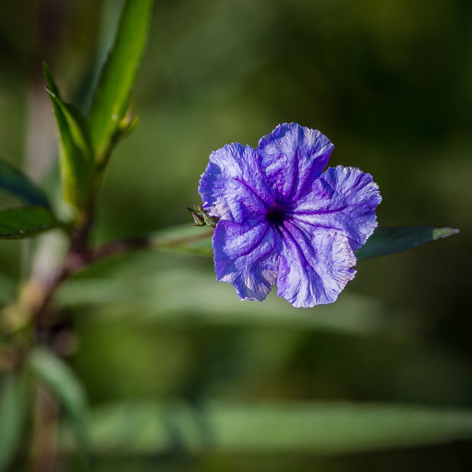 Canon EOS 5D Mark III + Canon EF 135mm F2L USM sample photo. Flower, flora, nature photography