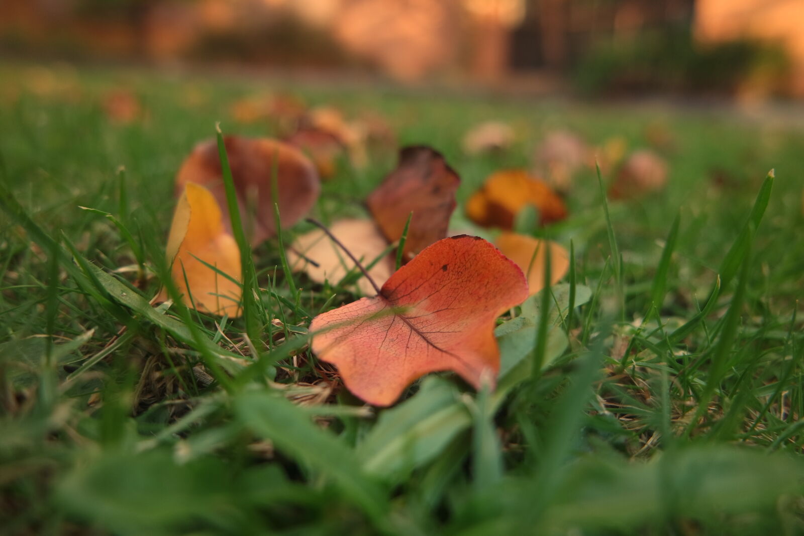 Samsung NX3000 sample photo. Autumn, fall, grass, leaves photography