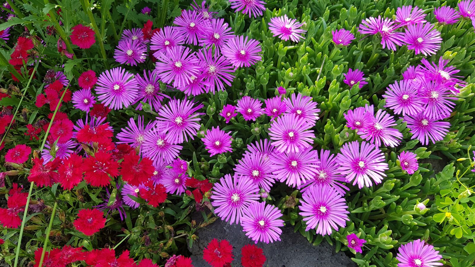 Samsung Galaxy S8 sample photo. Flowers, nature, garden photography