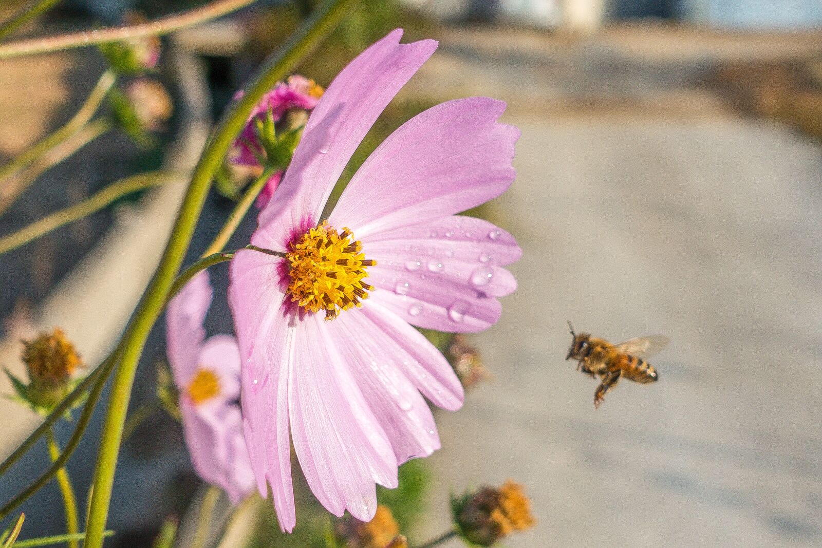 Sony Cyber-shot DSC-RX100 III sample photo. Bee, flora, flower photography
