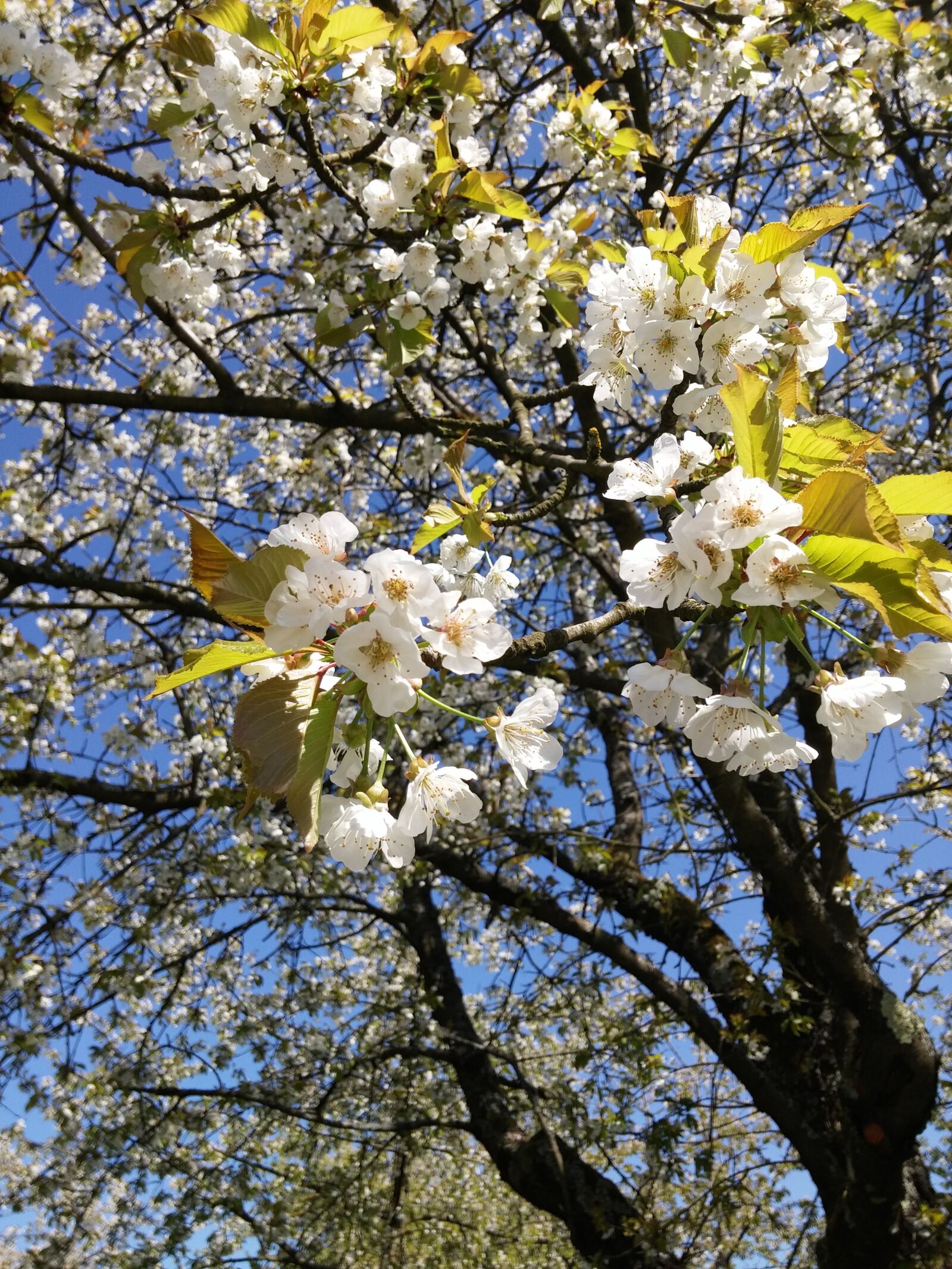 LG D855 sample photo. Blossom, bloom, cherries photography
