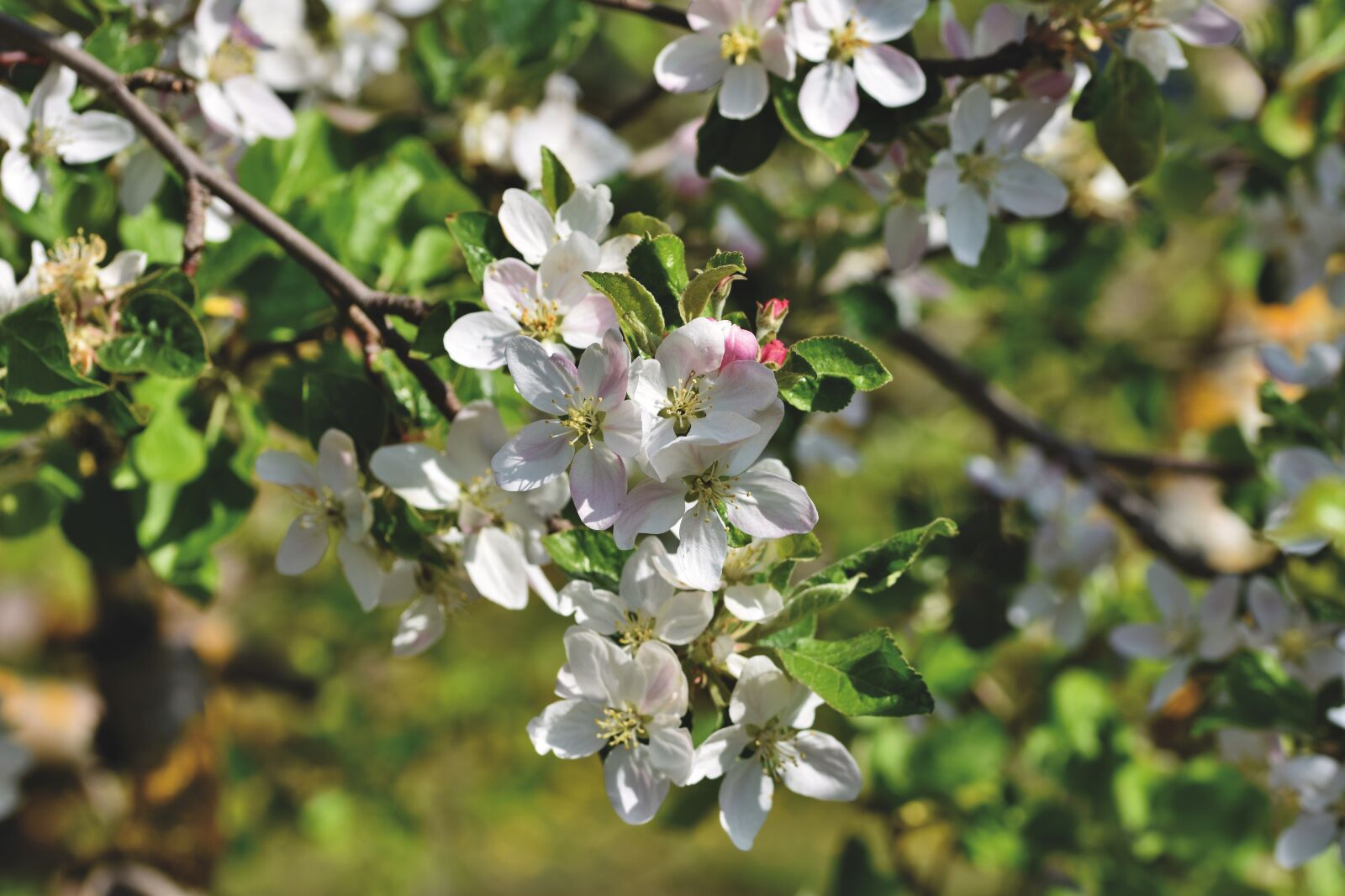 Nikon D7200 sample photo. Apple blossom, flowers, apple photography