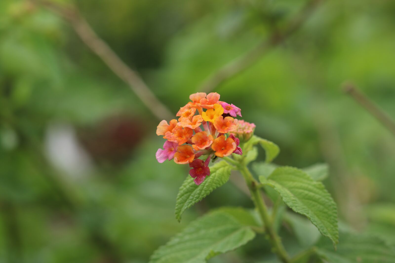 Canon EOS 750D (EOS Rebel T6i / EOS Kiss X8i) sample photo. Nature, leaf, flora photography