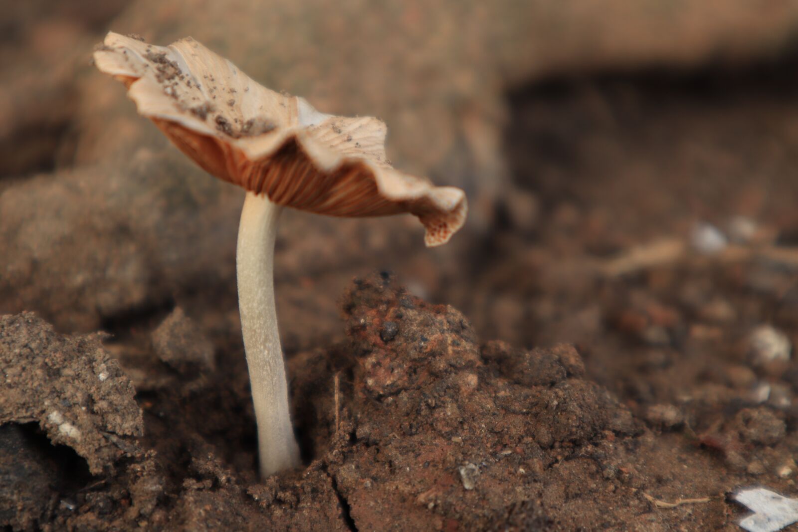 Canon EOS M50 (EOS Kiss M) sample photo. Tree, mushrooms, land photography