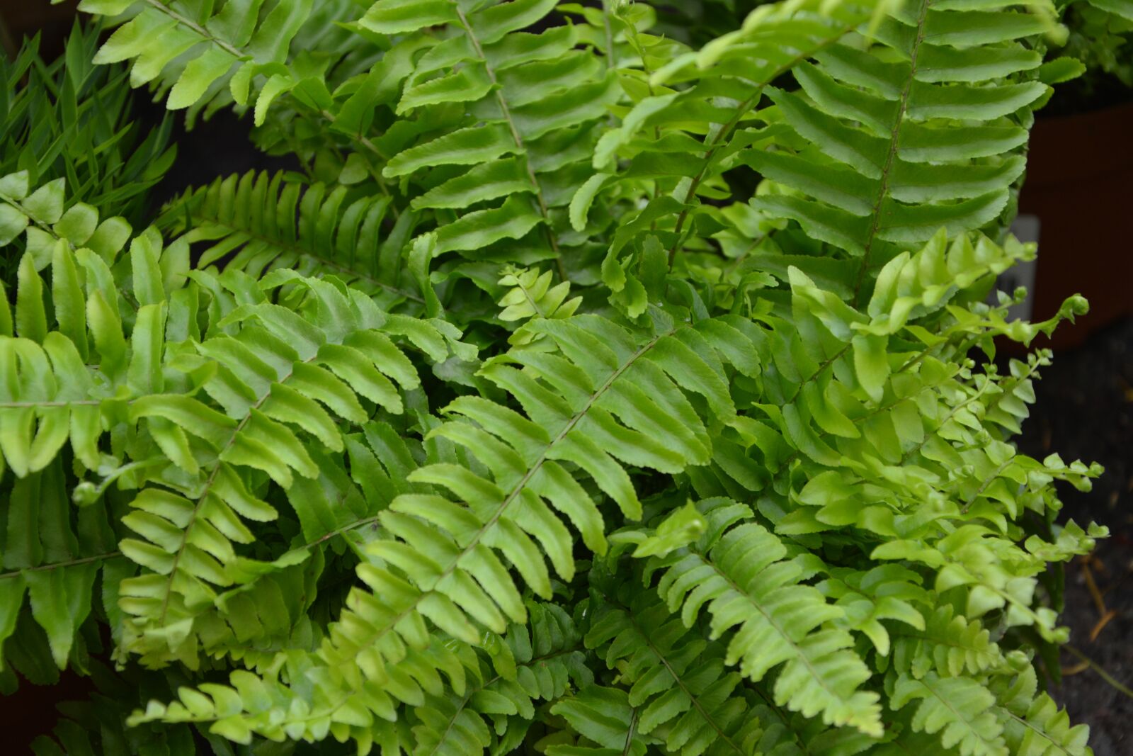 Nikon D5200 sample photo. Plant, plants ferns, vegetation photography