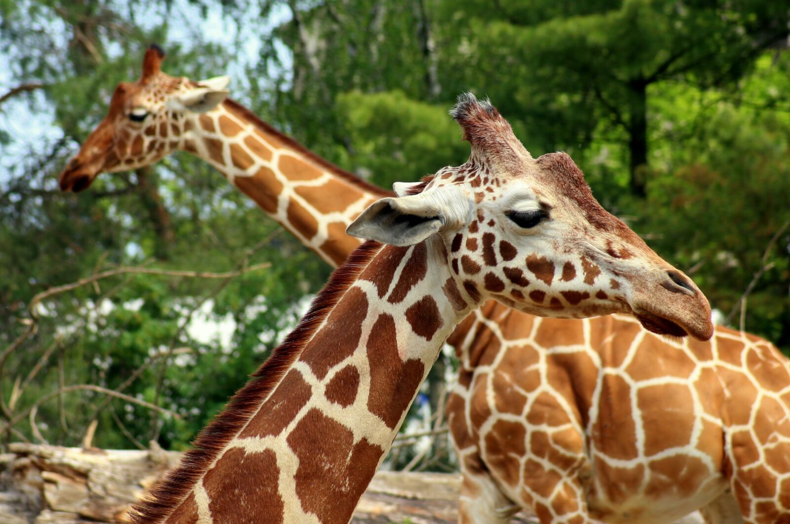 Canon EOS 1200D (EOS Rebel T5 / EOS Kiss X70 / EOS Hi) sample photo. Giraffe, animal, mammal photography