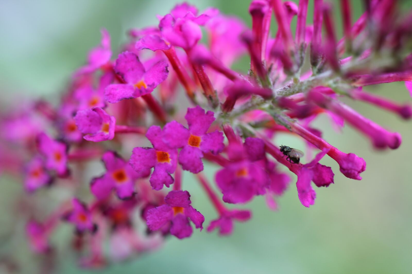 Canon EOS 550D (EOS Rebel T2i / EOS Kiss X4) sample photo. Buddleja davidii, summer, purple photography