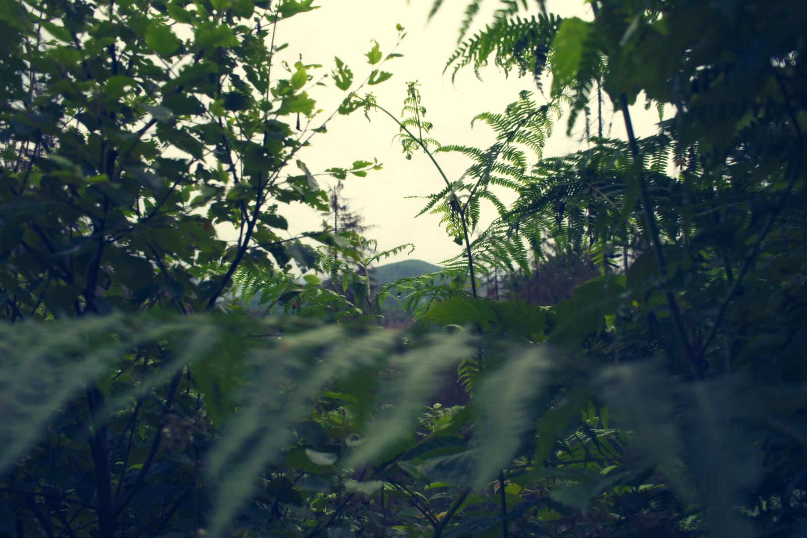Sony a7 sample photo. Mountain, plant, target photography