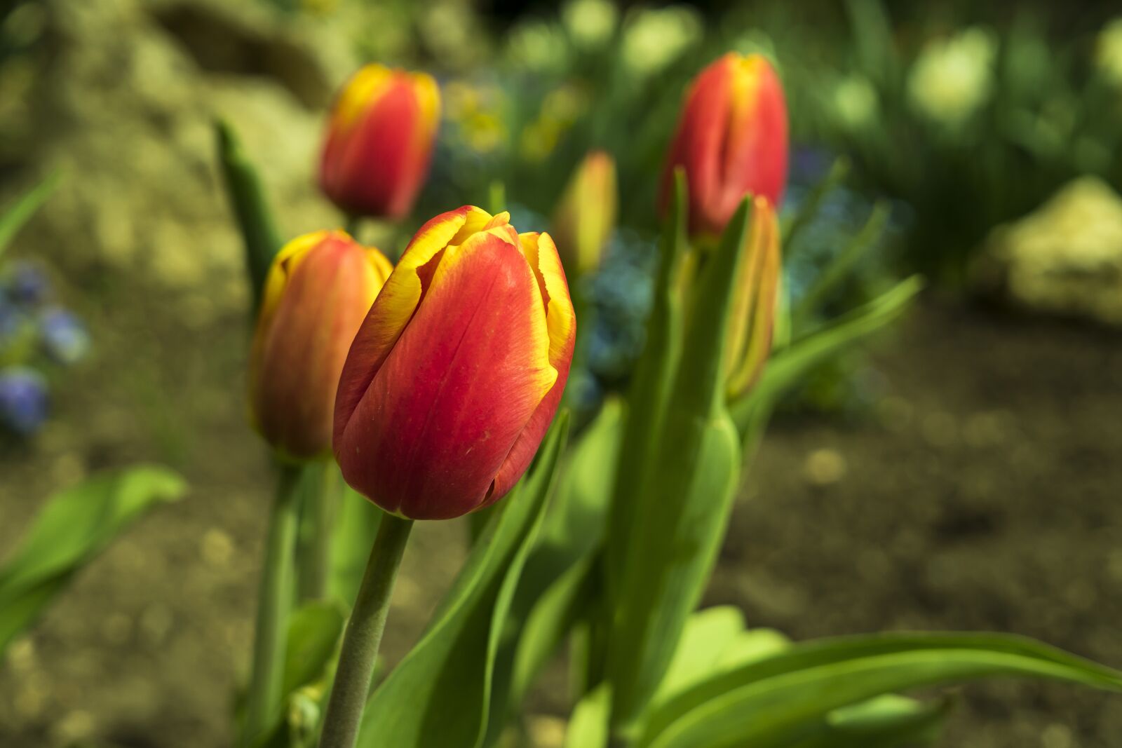 Sony a6300 + Sigma 30mm F2.8 EX DN sample photo. Tulips, tulip, spring photography