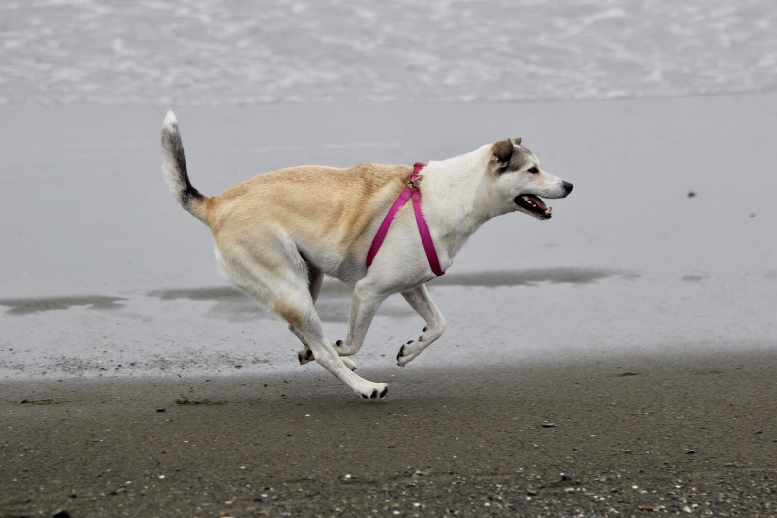 Canon EOS 60D + Canon EF 70-300mm F4-5.6 IS USM sample photo. Dog, beach, running photography