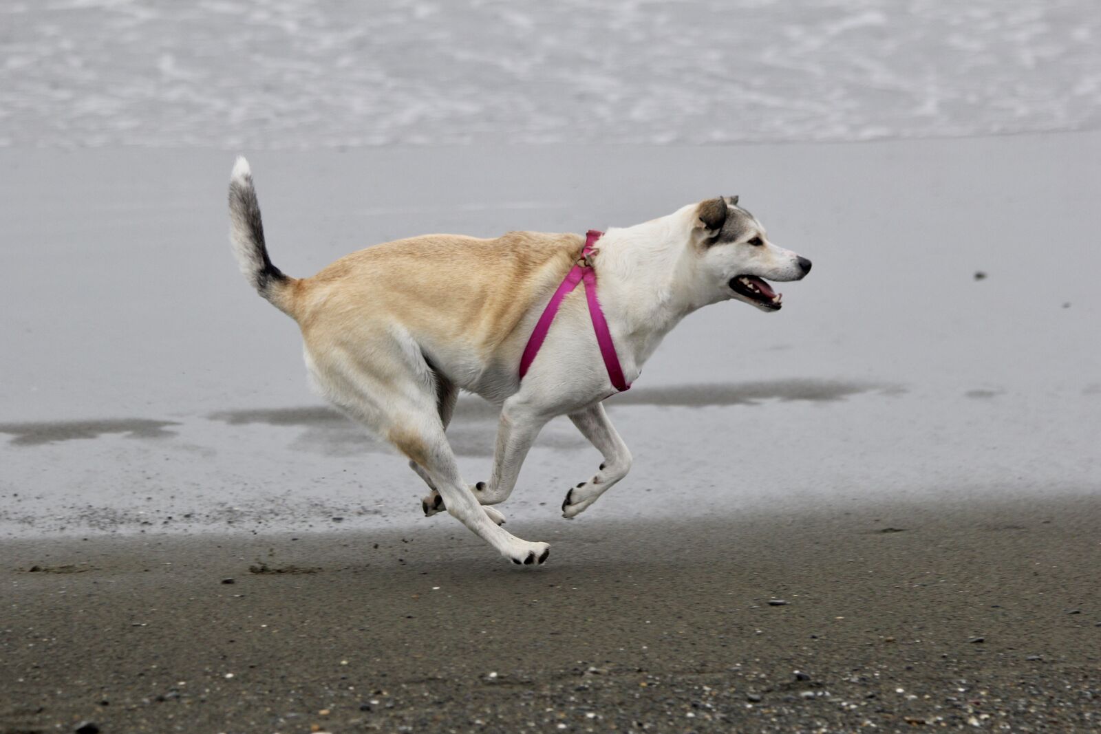 Canon EF 70-300mm F4-5.6 IS USM sample photo. Dog, beach, running photography