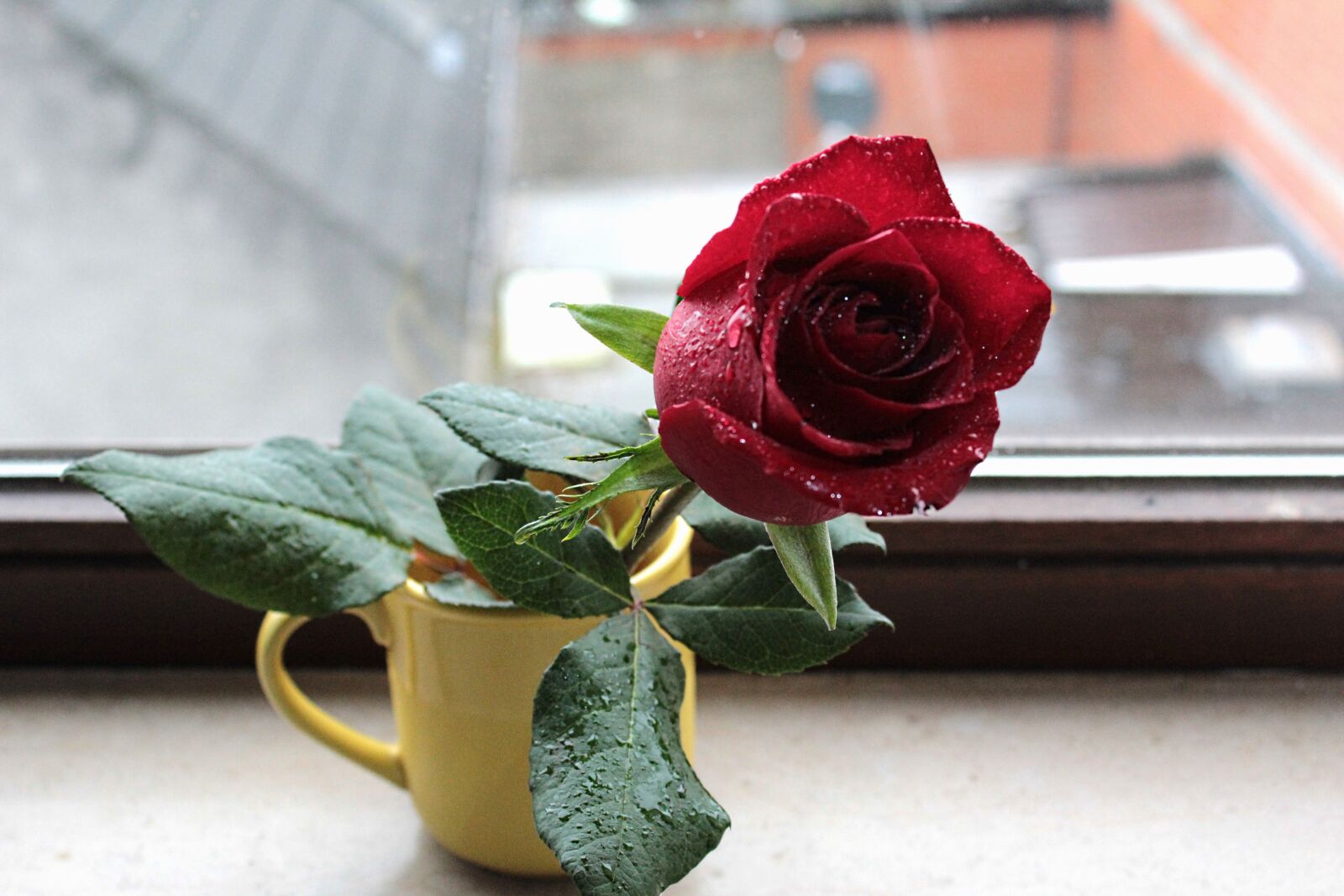 Canon EOS 600D (Rebel EOS T3i / EOS Kiss X5) sample photo. Rose, flower, red rose photography