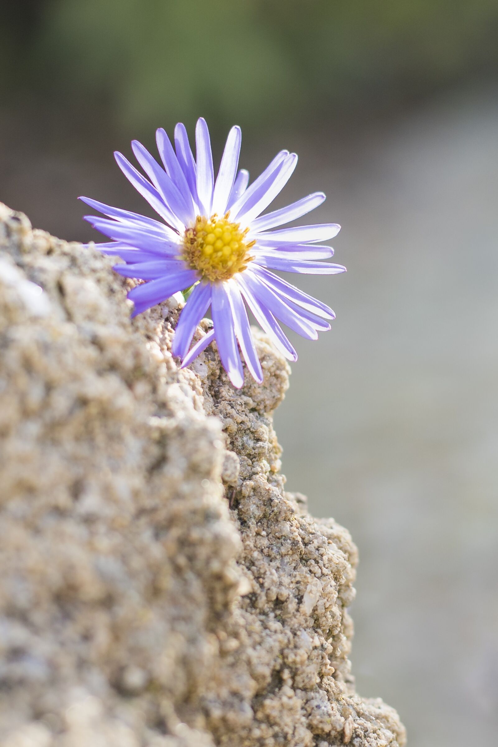 Canon EOS 7D Mark II sample photo. Purple flower, stone, nature photography