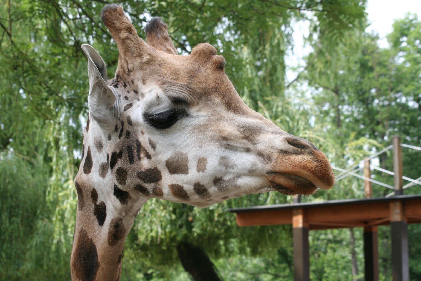 Canon EOS 350D (EOS Digital Rebel XT / EOS Kiss Digital N) sample photo. Giraffe, head, eye photography