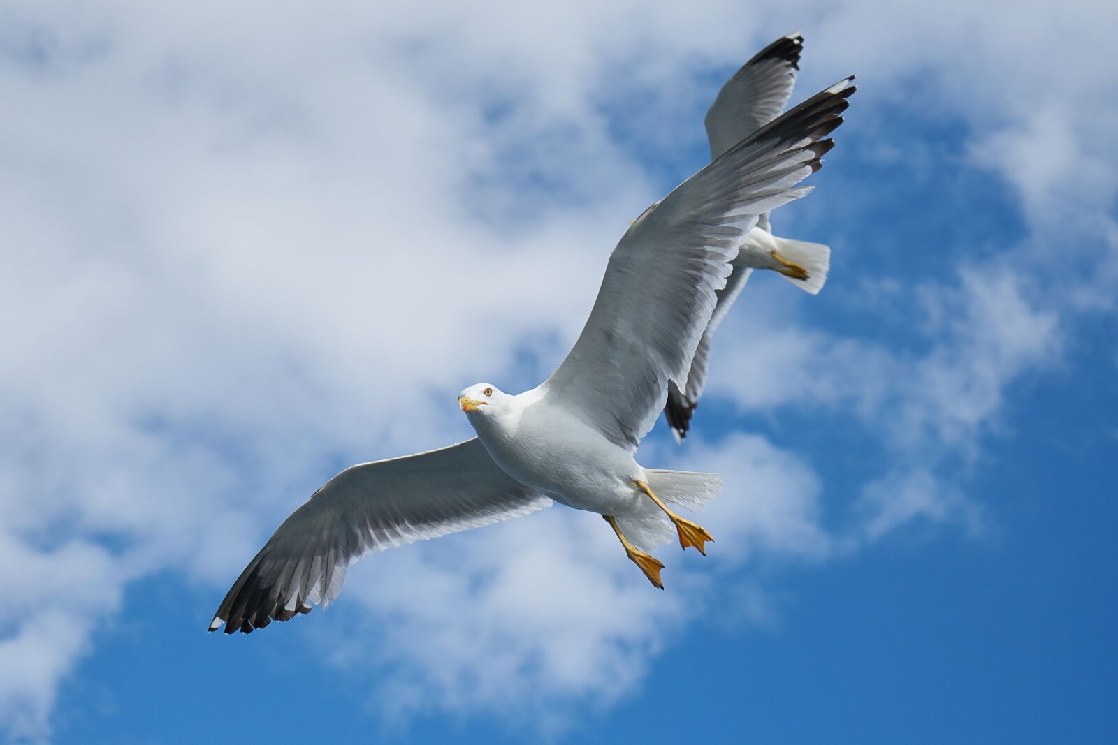 Sony a7R II + Sony Vario Tessar T* FE 24-70mm F4 ZA OSS sample photo. Seagull, bird, to migrate photography