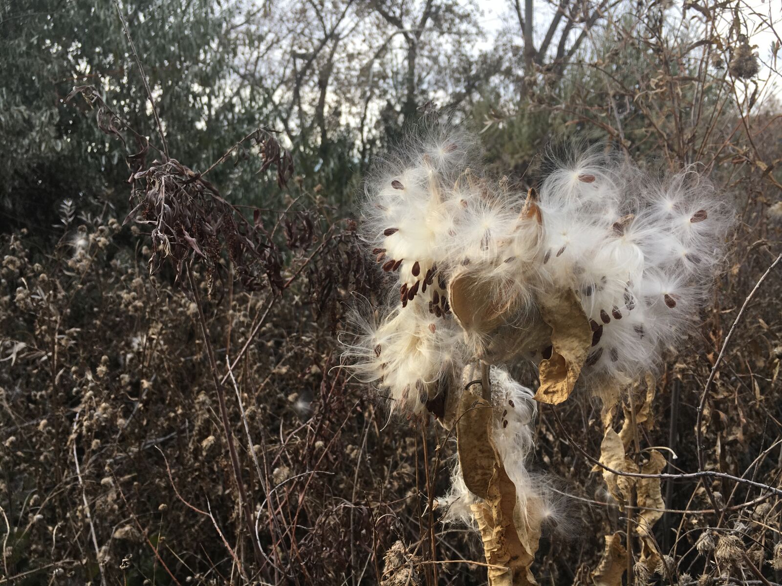 Apple iPhone 6s sample photo. Milkweed, seeds, fall foliage photography
